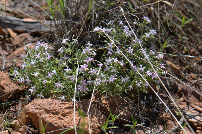 Pygmy Bluet grows in higher elevations in dry mesas and slopes, among chaparral shrubs, oaks or pines and grassy meadows. Houstonia wrightii